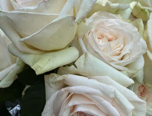 Composez des bouquets très parfumés avec les roses ‘White O’Hara’
