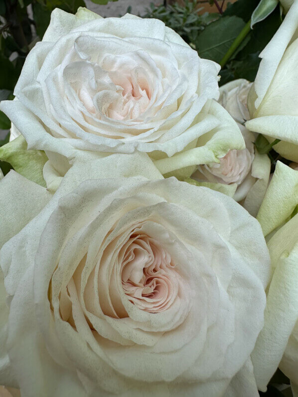 Rose White O'Hara, Pépinières et Roseraies George Delbard, Jardins Jardin, Jardin des Tuileries, Paris 1er (75)
