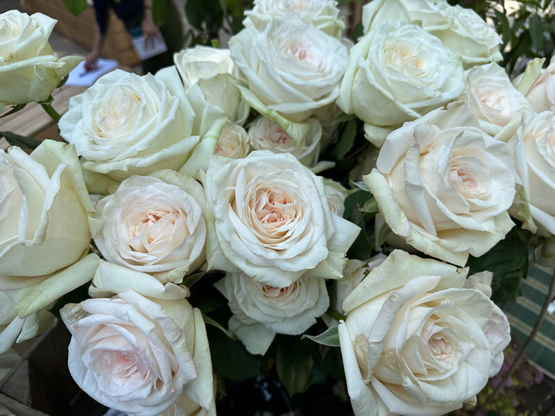 Rose White O'Hara, Pépinières et Roseraies George Delbard, Jardins Jardin, Jardin des Tuileries, Paris 1er (75)