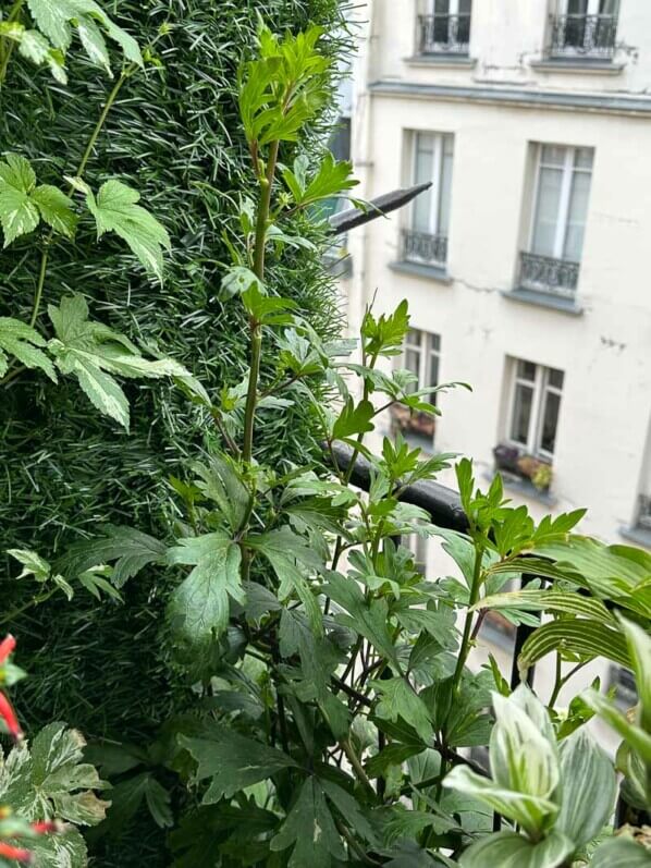 Lire la suite à propos de l’article Mon aconit n’en finit pas de grimper !