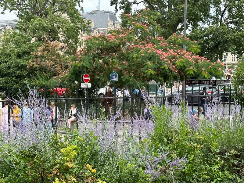 Albizia julibrissin et Perovskia, Paris 5e (75)