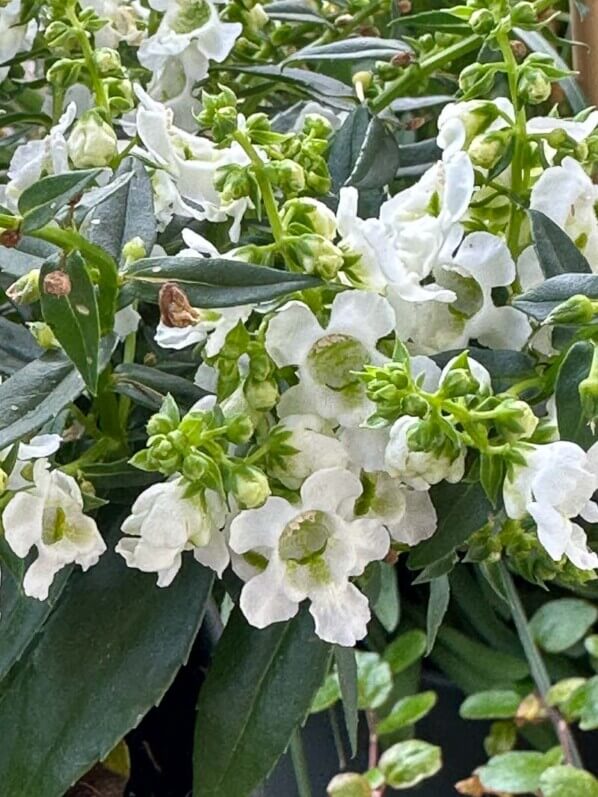 Angelonia en été sur mon balcon parisien, Paris 19e (75)