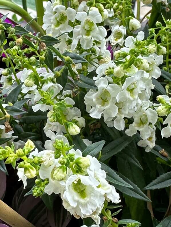 Angelonia en été sur mon balcon parisien, Paris 19e (75)