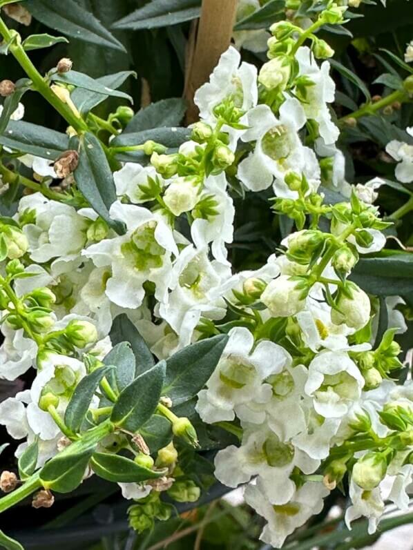 Angelonia en été sur mon balcon parisien, Paris 19e (75)