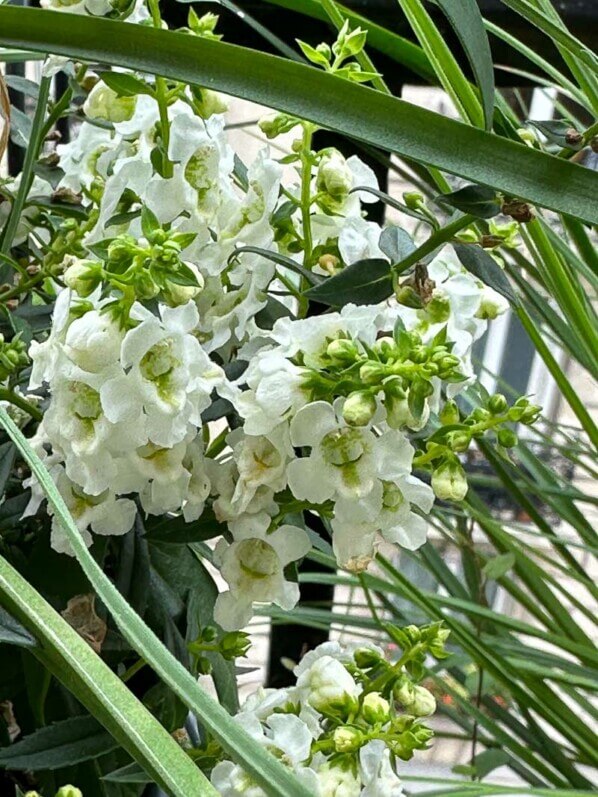 Angelonia en été sur mon balcon parisien, Paris 19e (75)