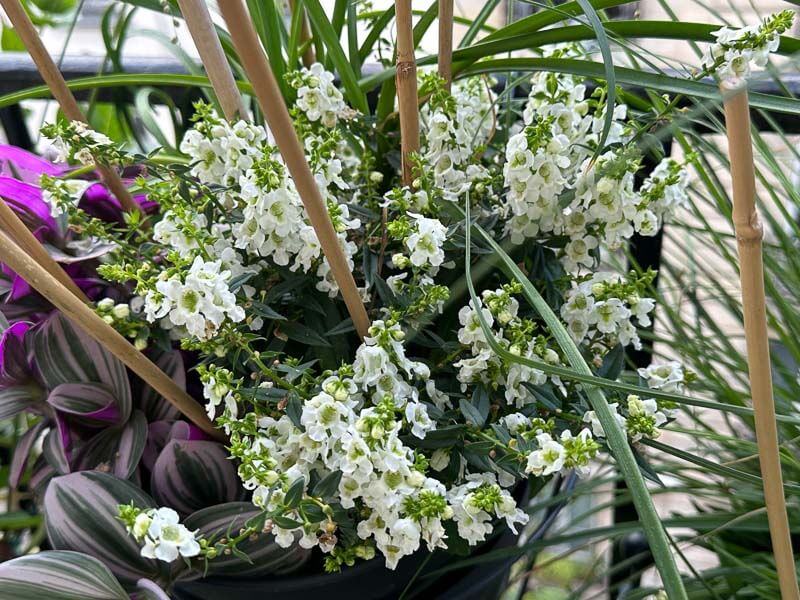 Angelonia en été sur mon balcon parisien, Paris 19e (75)