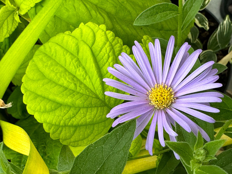 Aster x frikartii 'Mönch' et Coleus (Solenostemon) King Lime en été sur mon balcon parisien, Paris 19e (75)