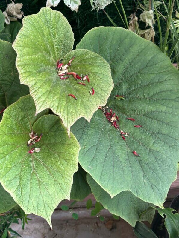 Begonia 'Torsa' en été sur mon balcon parisien, Paris 19e (75)