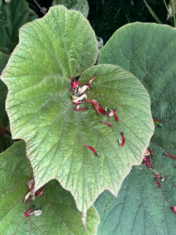 Begonia 'Torsa' en été sur mon balcon parisien, Paris 19e (75)