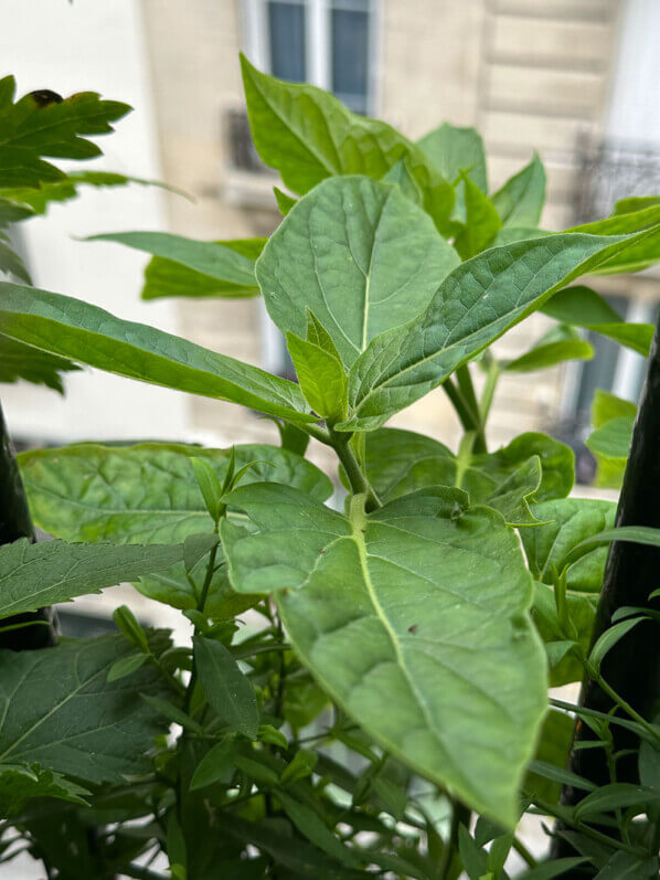 Belle-de-nuit (Mirabilis jalapa) en été sur mon balcon parisien, Paris 19e (75)