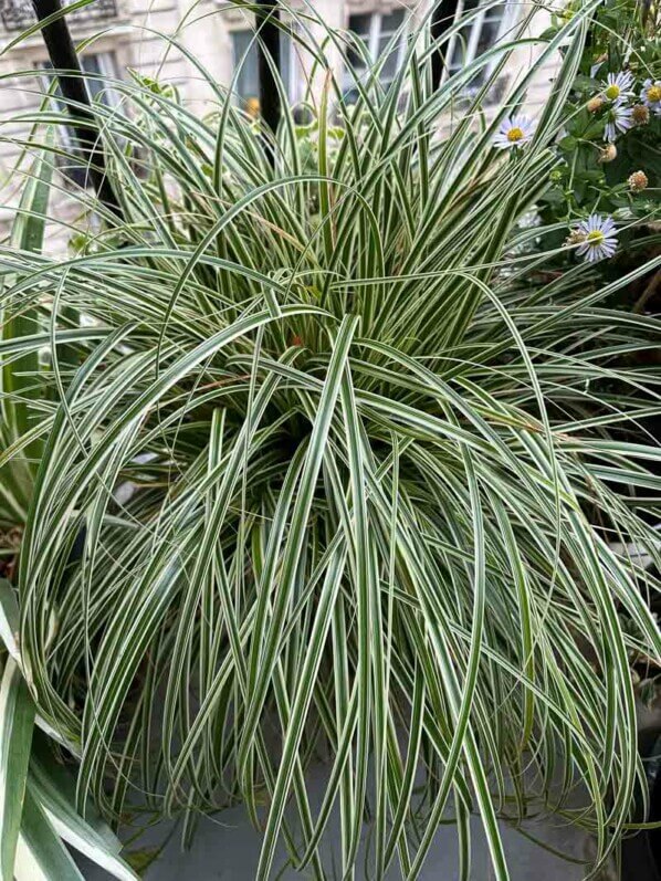 Grosse potée de Carex en été sur mon balcon parisien, Paris 19e (75)