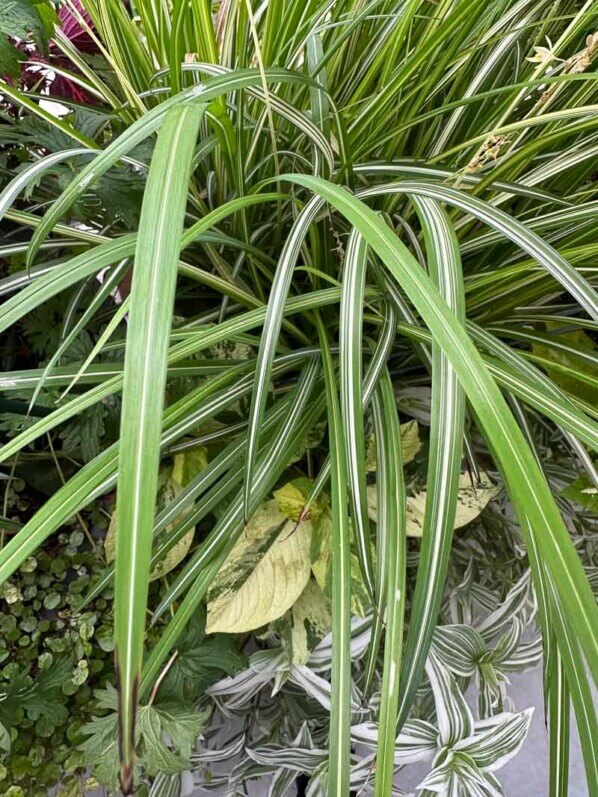 Chlorophytum saundersiae 'Starlight' en été sur mon balcon parisien, Paris 19e (75)