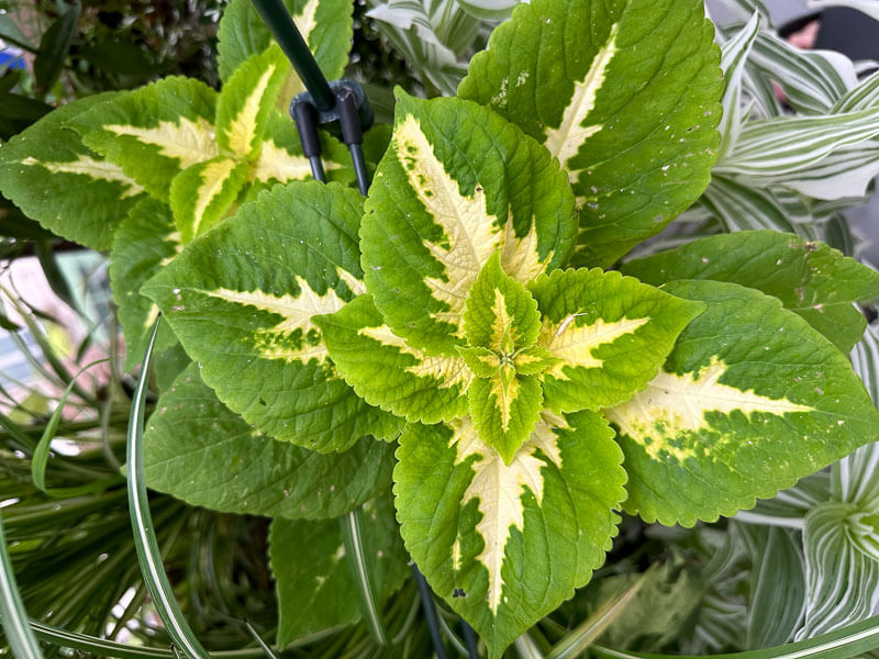 Coleus (Solenostemon) bicolore vert vif et crème en été sur mon balcon parisien, Paris 19e (75)