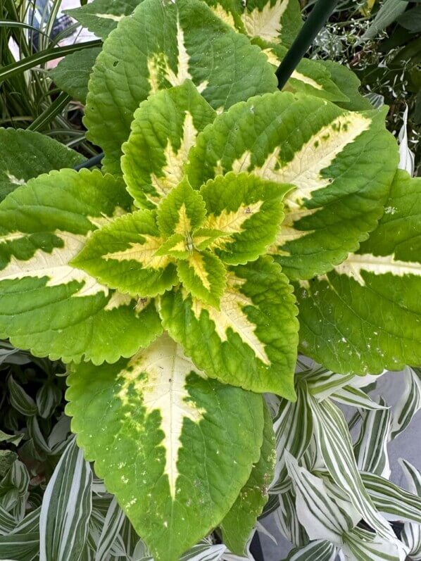 Coleus (Solenostemon) bicolore vert vif et crème en été sur mon balcon parisien, Paris 19e (75)