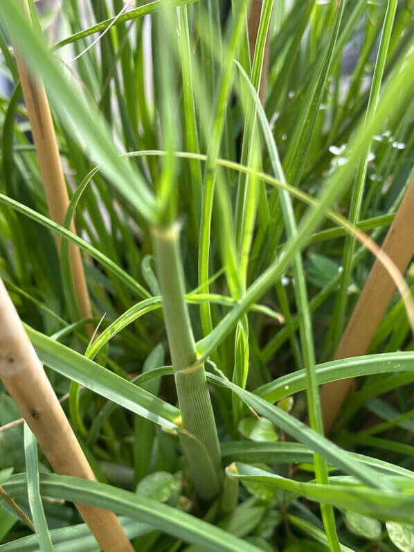 Cortaderia selloana Tiny Pampa en été sur mon balcon parisien, Paris 19e (75)