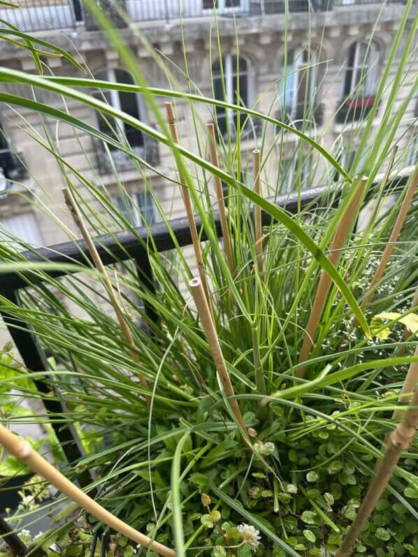 Cortaderia selloana Tiny Pampa en été sur mon balcon parisien, Paris 19e (75)