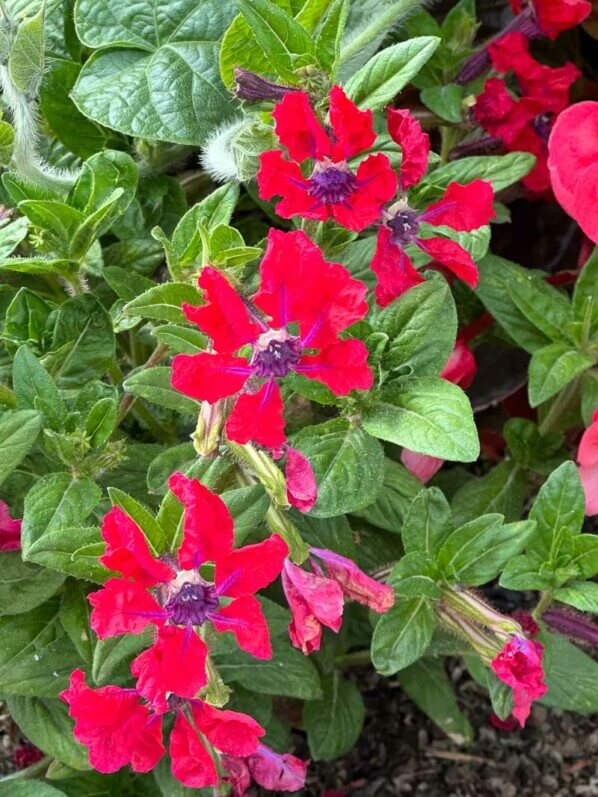 Cuphea procumbens Sweet Talk Red en été dans le Jardin des plantes, Paris 5e (75)