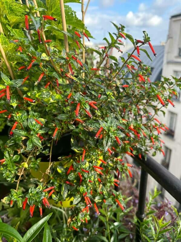 Cuphea ignea 'Aurea' en été sur mon balcon parisien, Paris 19e (75)