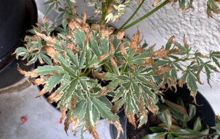 Érable du Japon, Acer japonicum 'Butterfly' en été sur mon balcon parisien, Paris 19e (75)