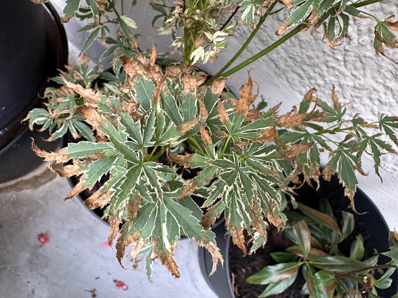 Érable du Japon, Acer japonicum 'Butterfly' en été sur mon balcon parisien, Paris 19e (75)