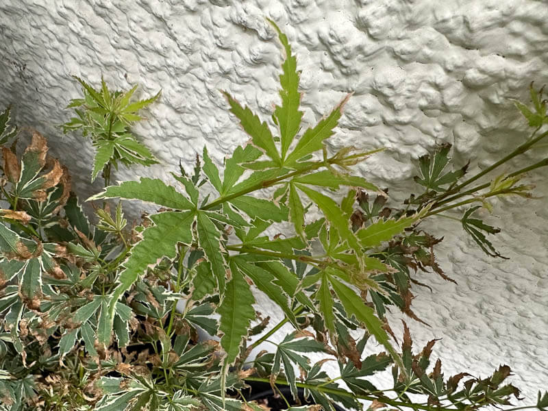 Érable du Japon, Acer japonicum 'Butterfly' en été sur mon balcon parisien, Paris 19e (75)