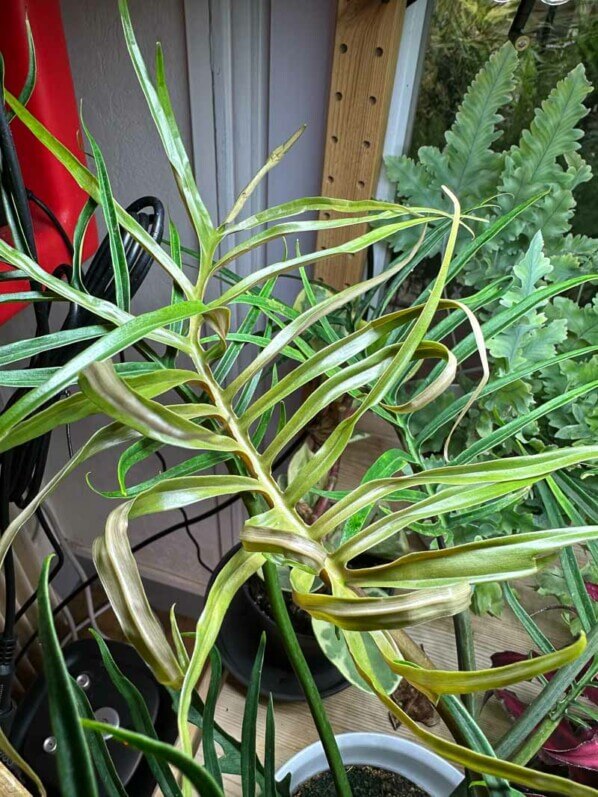 Philodendron tortum, Araceae, plante d'intérieur, Paris 19e (75)