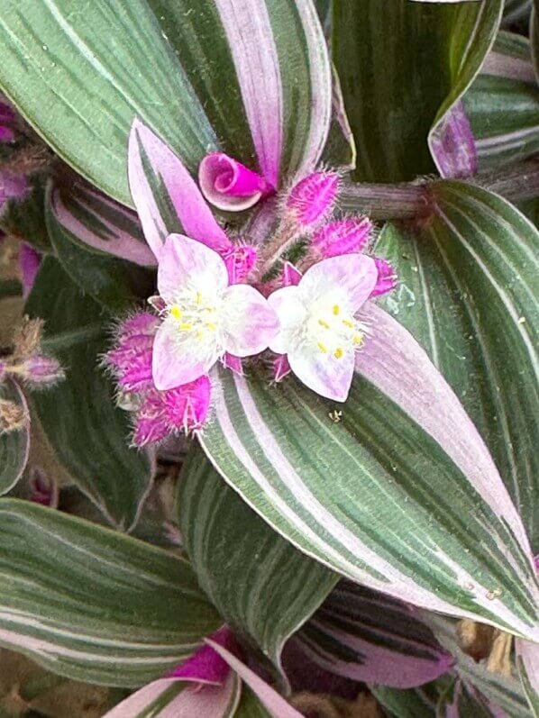 Tradescantia 'Nanouk', floraison en été sur mon balcon parisien, Paris 19e (75)