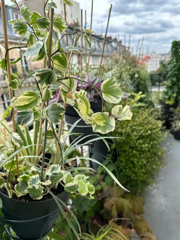 Hedera helix 'Reef Shell' en été sur mon balcon parisien, Paris 19e (75)