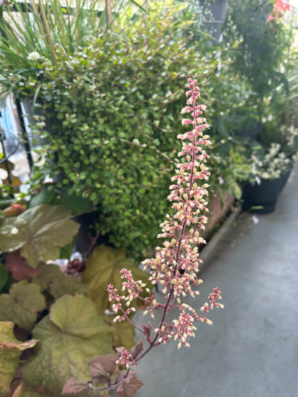 Floraison de l'Heuchera 'Mega Caramel', heuchère, en été sur mon balcon parisien, Paris 19e (75)