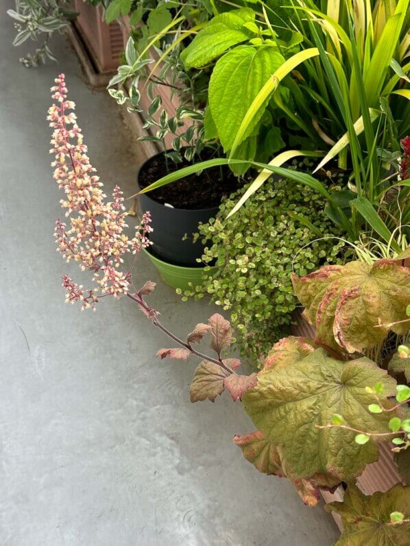 Floraison de l'Heuchera 'Mega Caramel', heuchère, en été sur mon balcon parisien, Paris 19e (75)