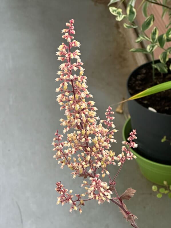 Floraison de l'Heuchera 'Mega Caramel', heuchère, en été sur mon balcon parisien, Paris 19e (75)