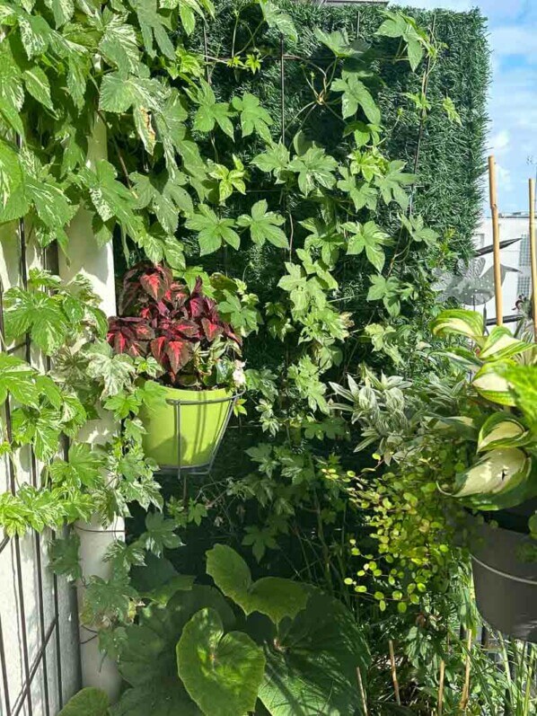 Houblon à feuillage panaché palissé en été sur mon balcon parisien, Paris 19e (75)