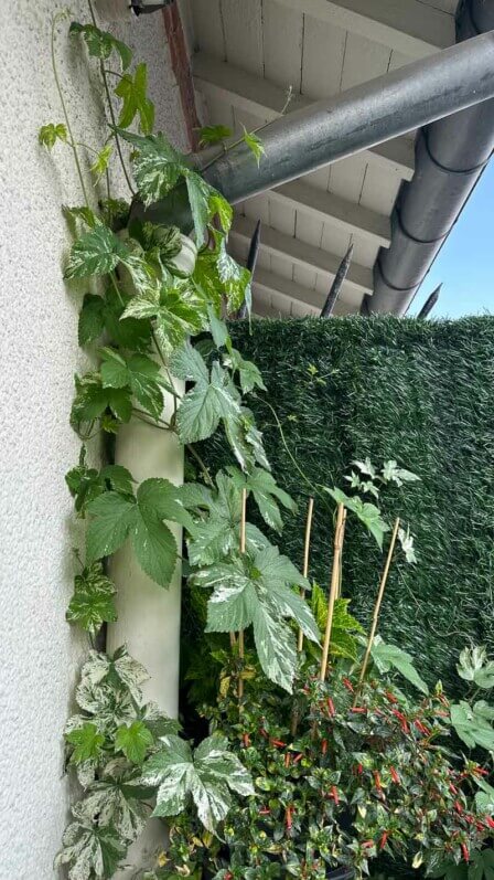 Houblon à feuillage panaché grimpant sur le conduit d'une gouttière, en été sur mon balcon parisien, Paris 19e (75)