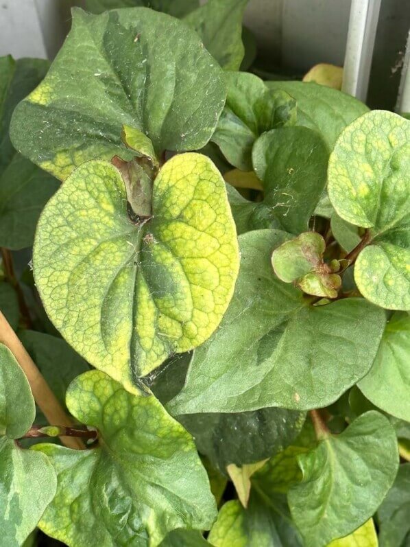 Houttuynia cordata 'Joker's Gold' en été sur mon balcon parisien, Paris 19e (75)