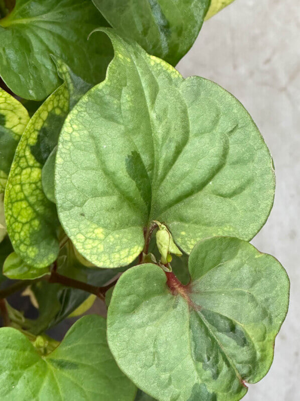 Houttuynia cordata 'Joker's Gold' en été sur mon balcon parisien, Paris 19e (75)