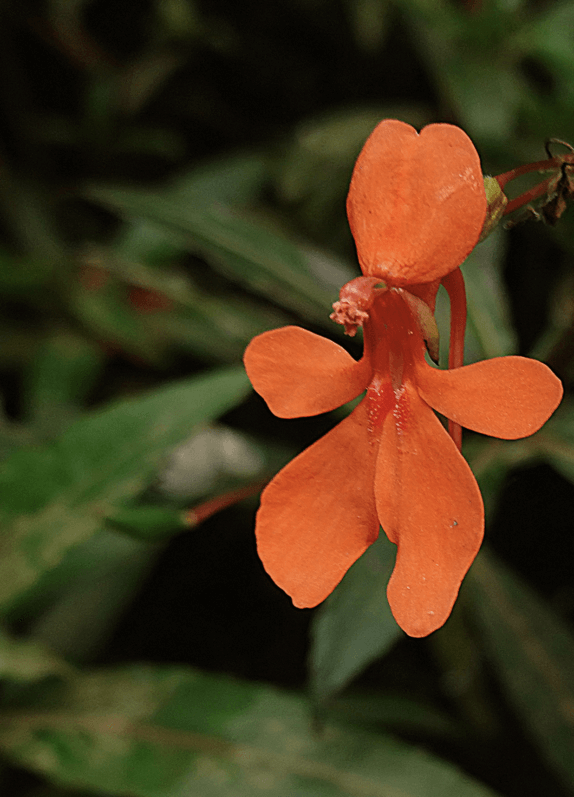 Impatiens verticillata, Poopara, Munnar, Kerala, Inde, photo Patrick Blanc, février 2023