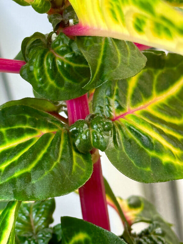 Iresine herbstii 'Aureo-reticulata', Amaranthaceae, plante d'intérieur, Paris 19e (75)