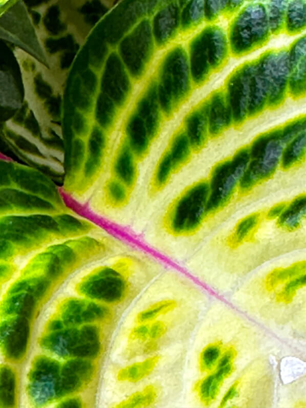 Iresine herbstii 'Aureo-reticulata', Amaranthaceae, plante d'intérieur, Paris 19e (75)