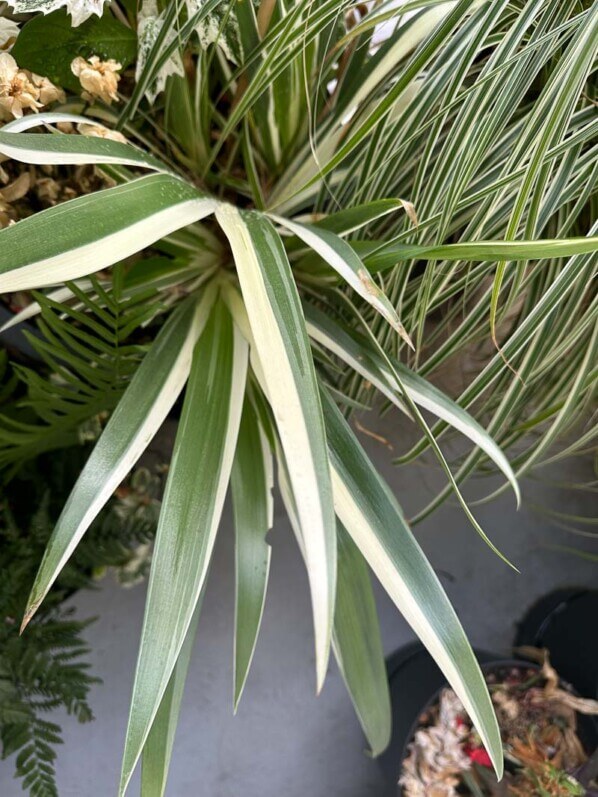 Iris japonica 'Variegata' en été sur mon balcon parisien, Paris 19e (75)