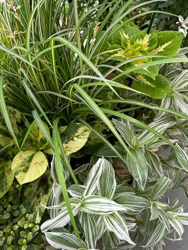 Grande jardinière avec Chlorophytum, Coleus, Persicaria et Tradescantia en été sur mon balcon parisien, Paris 19e (75)