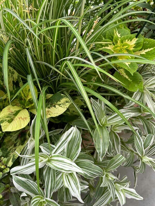 Grande jardinière avec Chlorophytum, Coleus, Persicaria et Tradescantia en été sur mon balcon parisien, Paris 19e (75)