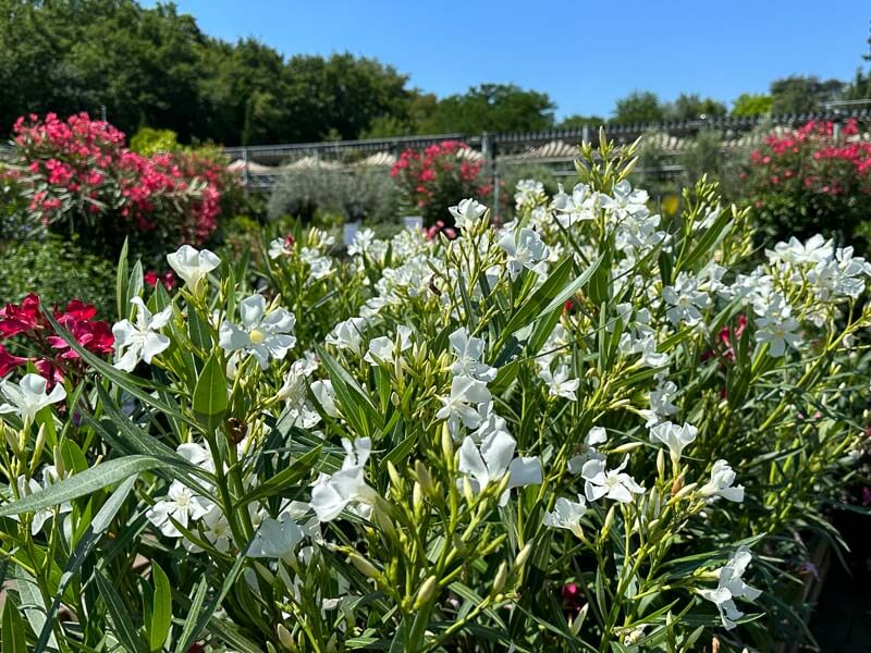 Lauriers roses, Nerium oleander, jardinerie Truffaut, Chatenay-Malabry (92)