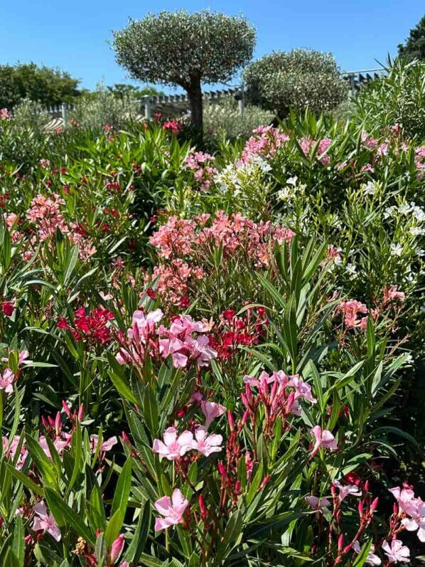 Lauriers roses, Nerium oleander, jardinerie Truffaut, Chatenay-Malabry (92)