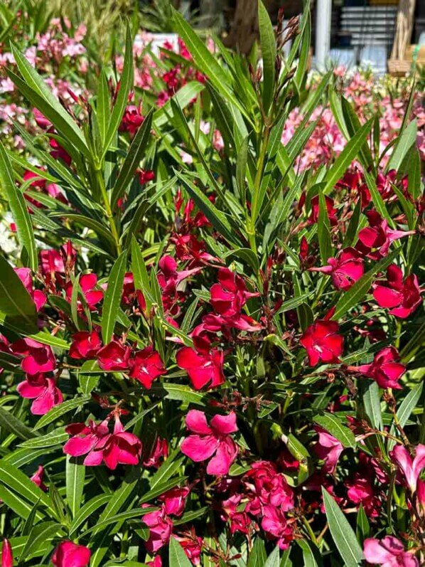 Laurier rose, Nerium oleander, jardinerie Truffaut, Chatenay-Malabry (92)