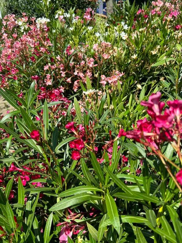 Laurier rose, Nerium oleander, jardinerie Truffaut, Chatenay-Malabry (92)