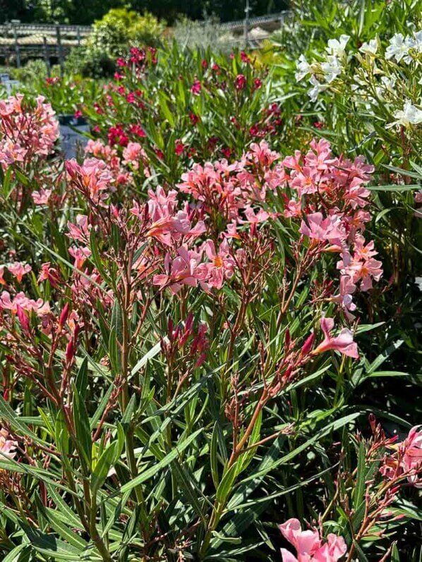 Laurier rose, Nerium oleander, jardinerie Truffaut, Chatenay-Malabry (92)