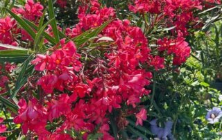 Laurier rose, Nerium oleander, jardinerie Truffaut, Chatenay-Malabry (92)