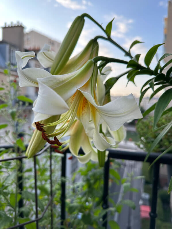 Lis (Lilium) 'Mister Cas' en été sur mon balcon parisien, Paris 19e (75)