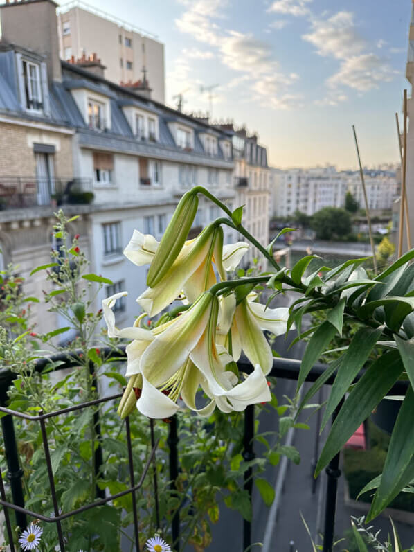Lis (Lilium) 'Mister Cas' en été sur mon balcon parisien, Paris 19e (75)