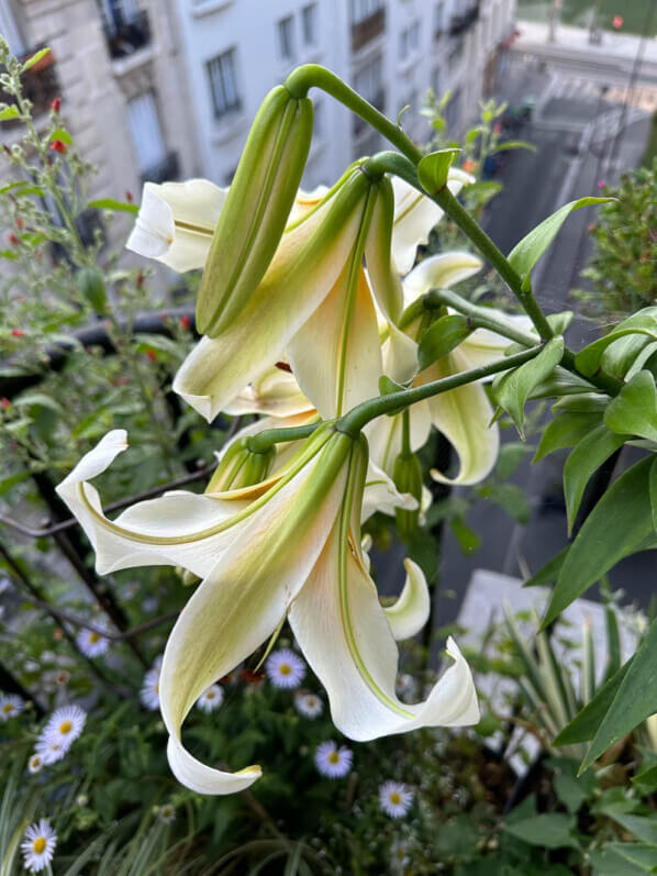 Lis (Lilium) 'Mister Cas' en été sur mon balcon parisien, Paris 19e (75)